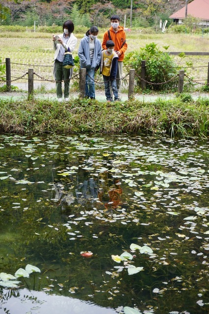 11月岐阜モネの池.JPG