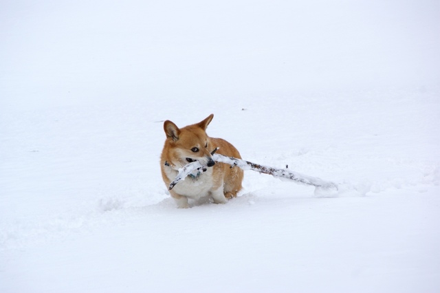 雪遊び大好きまろ2012.JPG
