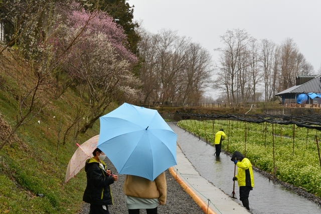 08冬なのにわさび田の畝づくり.JPG