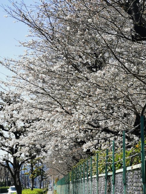 04トピー工業の敷地の桜.jpg