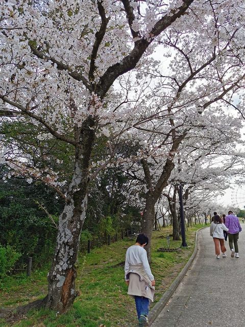 12もちろん桜も満開.jpg