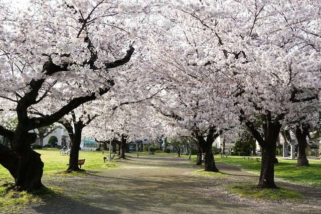 05公園内は桜満開.JPG