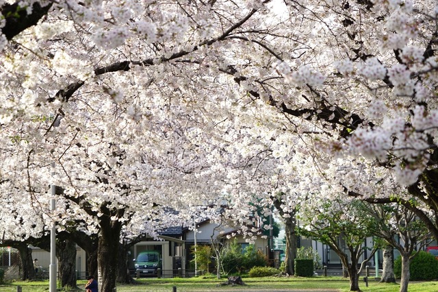 05公園内は桜満開78mm.JPG