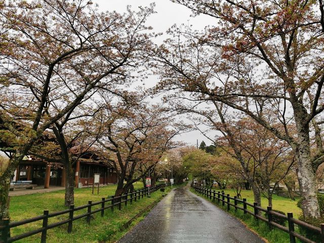 02桜は殆ど終わり.jpg