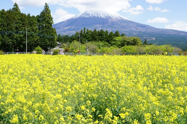 02白糸自然公園から菜の花畑と富士山.JPG
