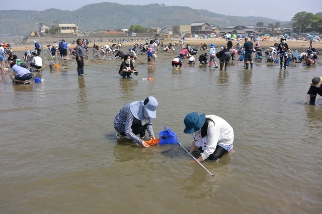 07女性陣は黙々とアサリ掘り.JPG