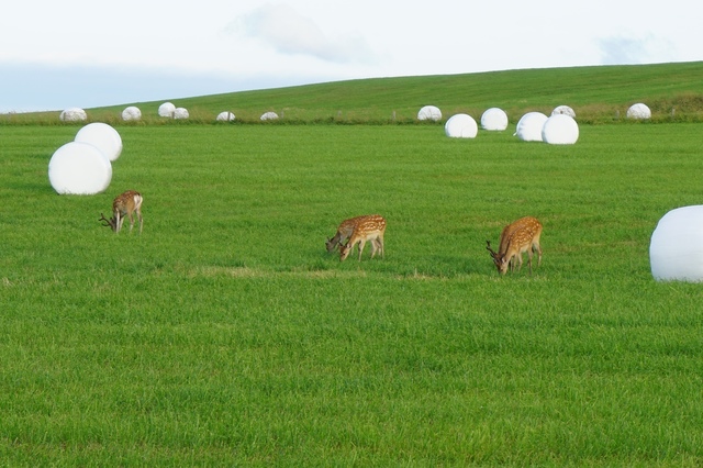 2020夏北海道最北端の鹿.JPG