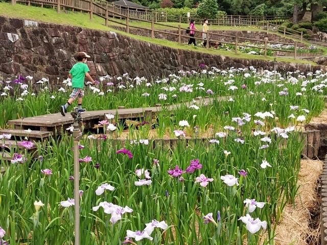 08花しょうぶ祭り開催中.jpg