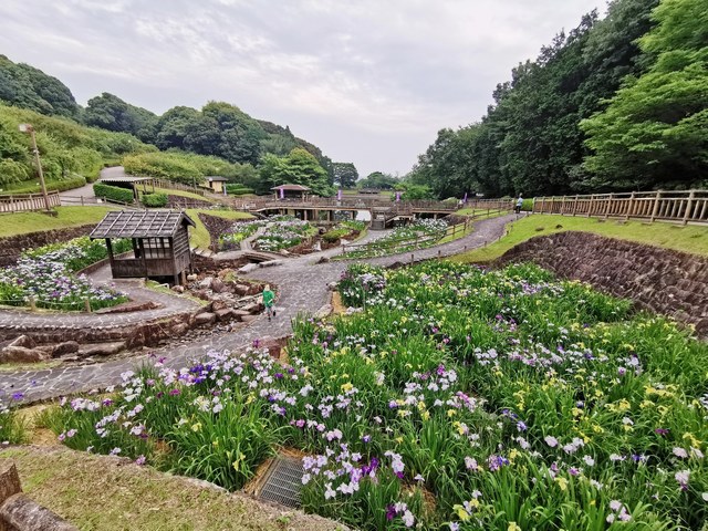 14花しょうぶ祭り会場全景.jpg