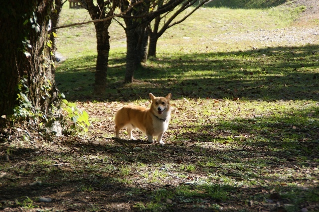 まろをノーリードにできるくらいガラガラ.JPG