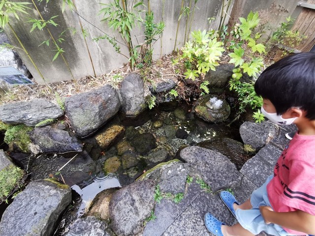27この湧水の溜まる池はとてもきれいでメダカも生息.jpg