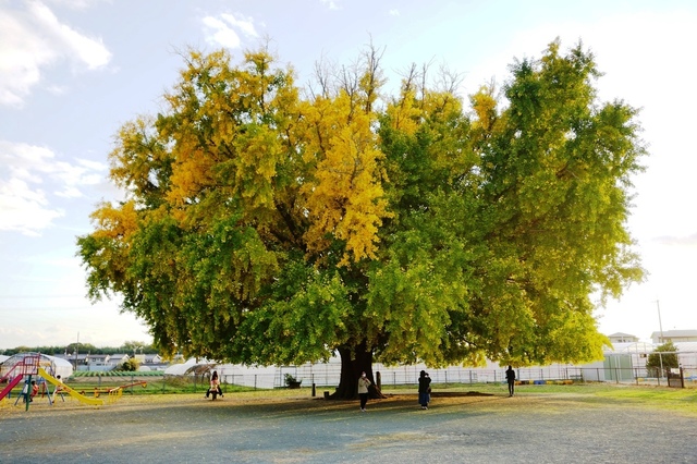 02大和の大イチョウ.JPG