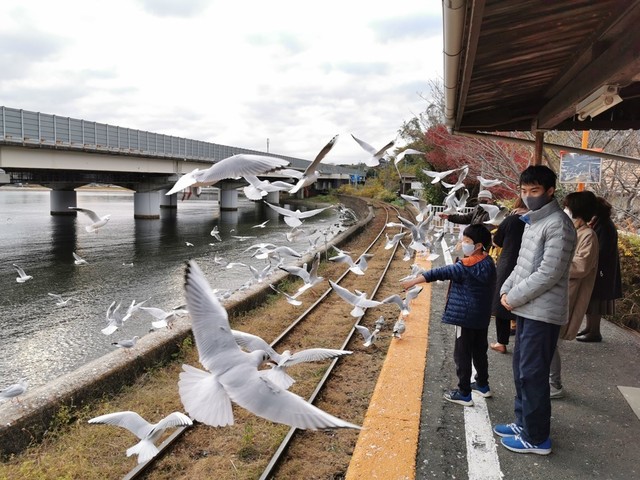 03かつて見たことのない数のゆりかもめ.jpg