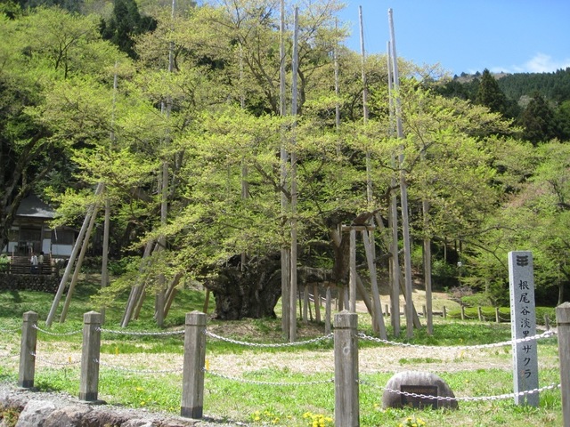 2008年薄墨桜のみ.JPG