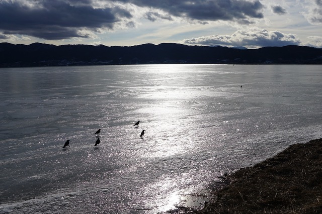 03湖上のカラス.JPG