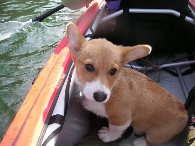 カヌー犬ガクのオマージュまろ幼少期.JPG