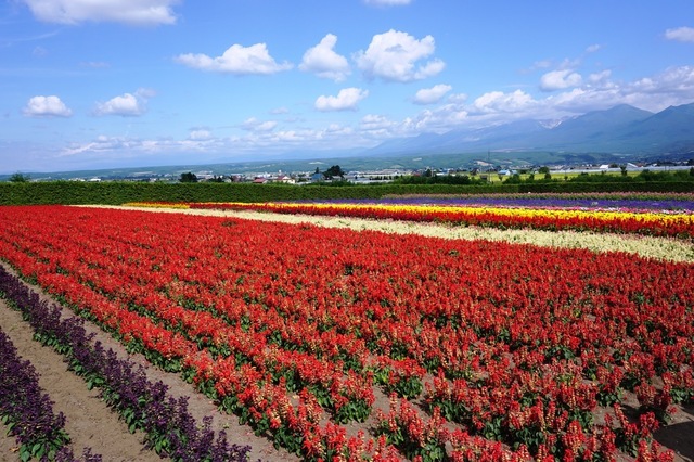 2017富良野菅野ファーム.JPG