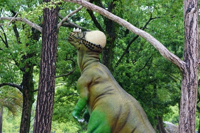 25パキケファロサウルス.JPG