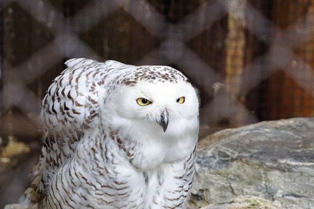 09北海道リベンジフクロウその1.JPG