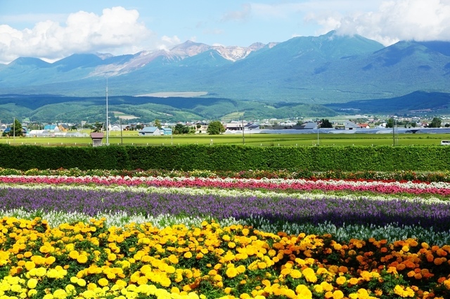 13日目富良野ファーム富田.JPG